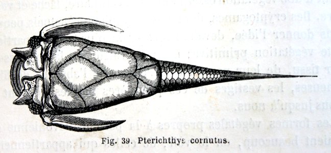 "Pterichtys cornutus".