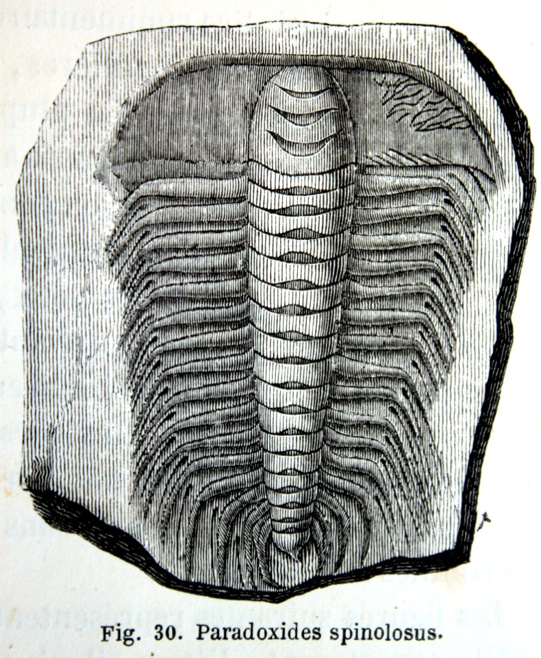 "Paradoxides spinolosus".