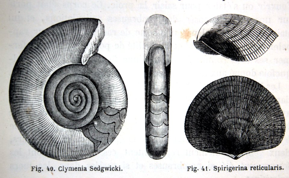 "Clymenia Sedgwicki, Spirigerina reticularis".