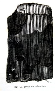 "Tronc de calamites".