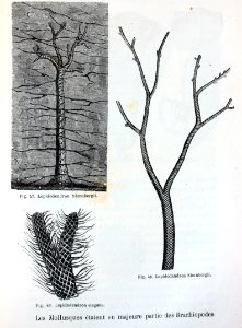 "Lepidodendron Sternbergii, Lepidondendron elegans".