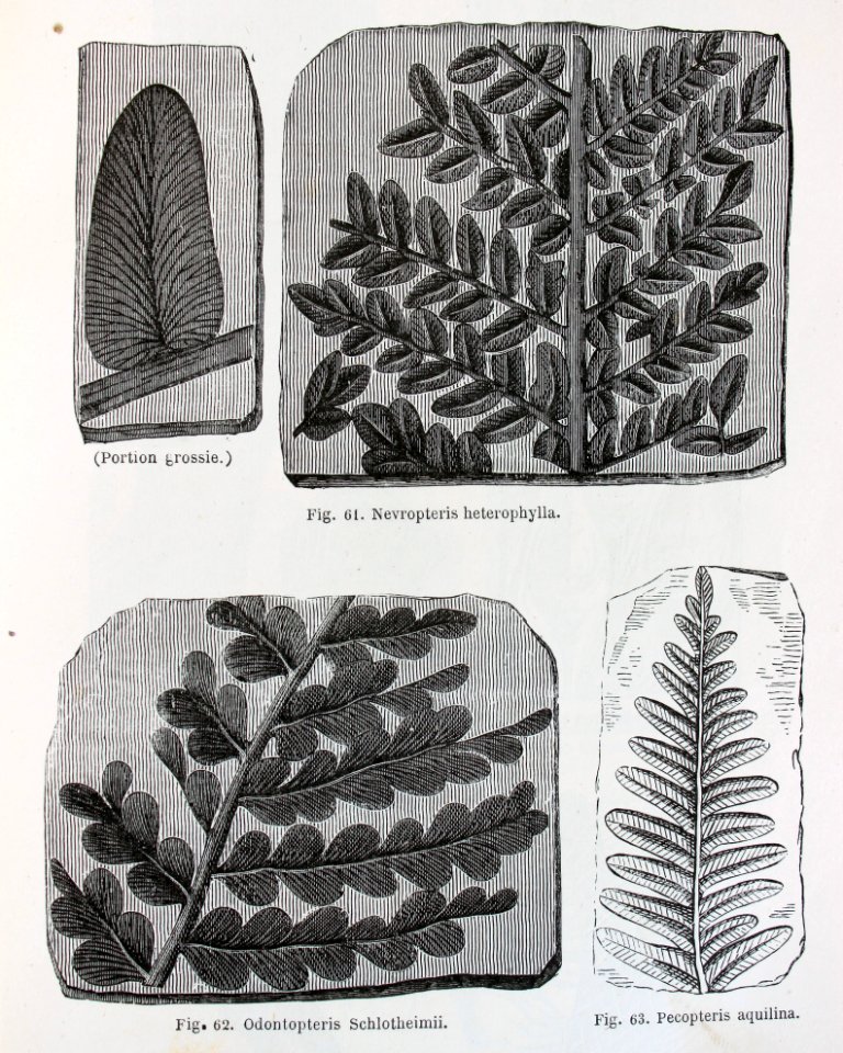 "(Portion grossie). Nevropteris heterophylla, Odontopteris…