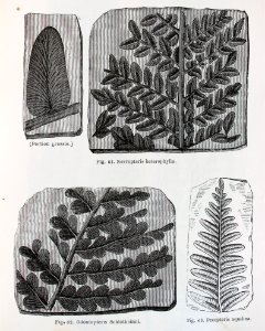 "(Portion grossie). Nevropteris heterophylla, Odontopteris…