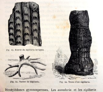 "Ecorce du sigillaria laevigata, Racine de Sigillaria, Tro…