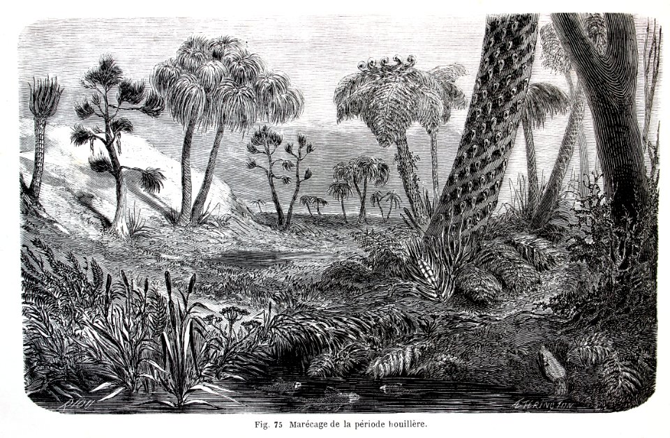 "Marecage de la période houillere".