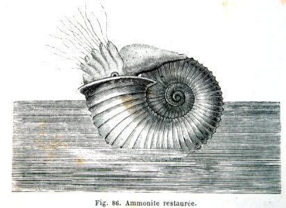 "Brújula circular de Duchemin".