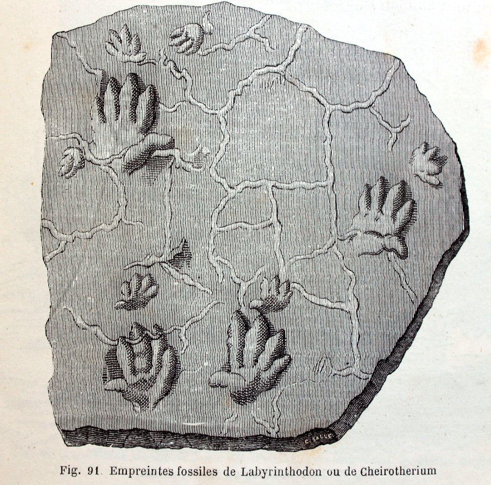 "Empreintes fossiles de Labyrinthodon ou de Chreirotherium…