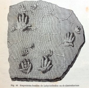 "Empreintes fossiles de Labyrinthodon ou de Chreirotherium…