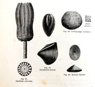 "Encrinus entrocha, Myophoria lineata, Stellispongia varia…