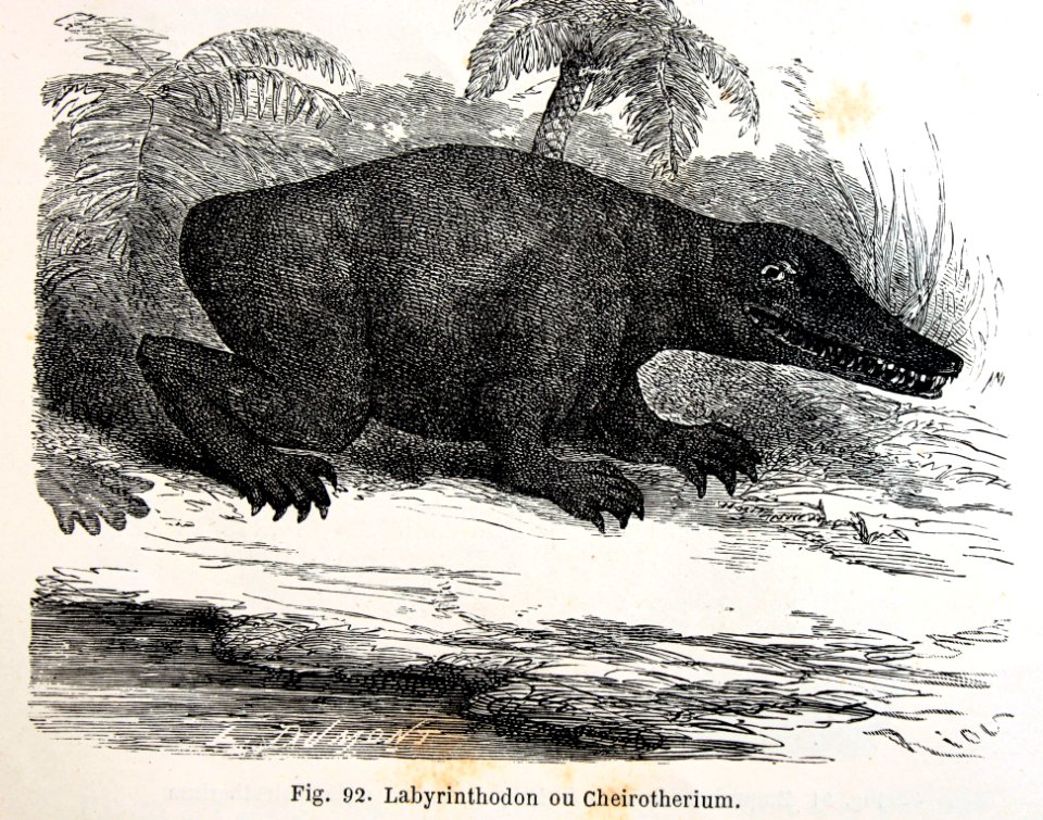 "Labyrinthodon ou Chreirotherium".