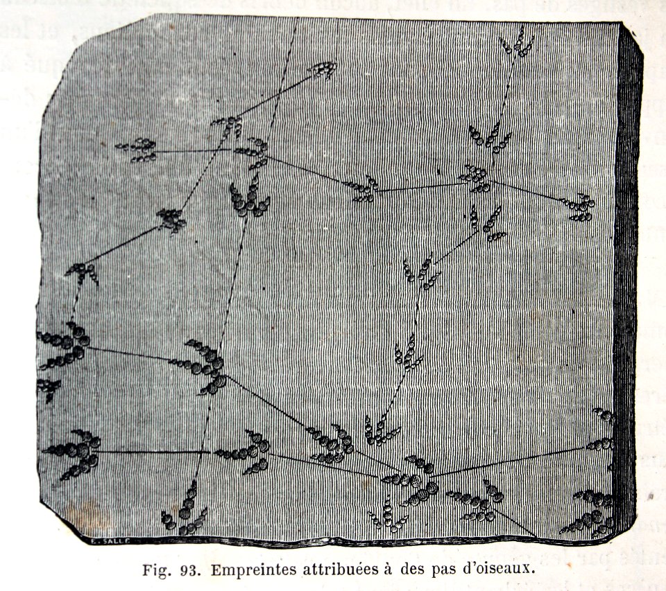 "Empreintes attribuées à des pas d'oiseaux".