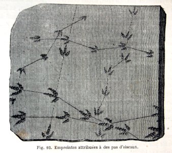 "Empreintes attribuées à des pas d'oiseaux".. Free illustration for personal and commercial use.