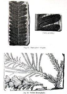 "(Partie grossie). Neuropteris elegans, Voltzia heterophyl…