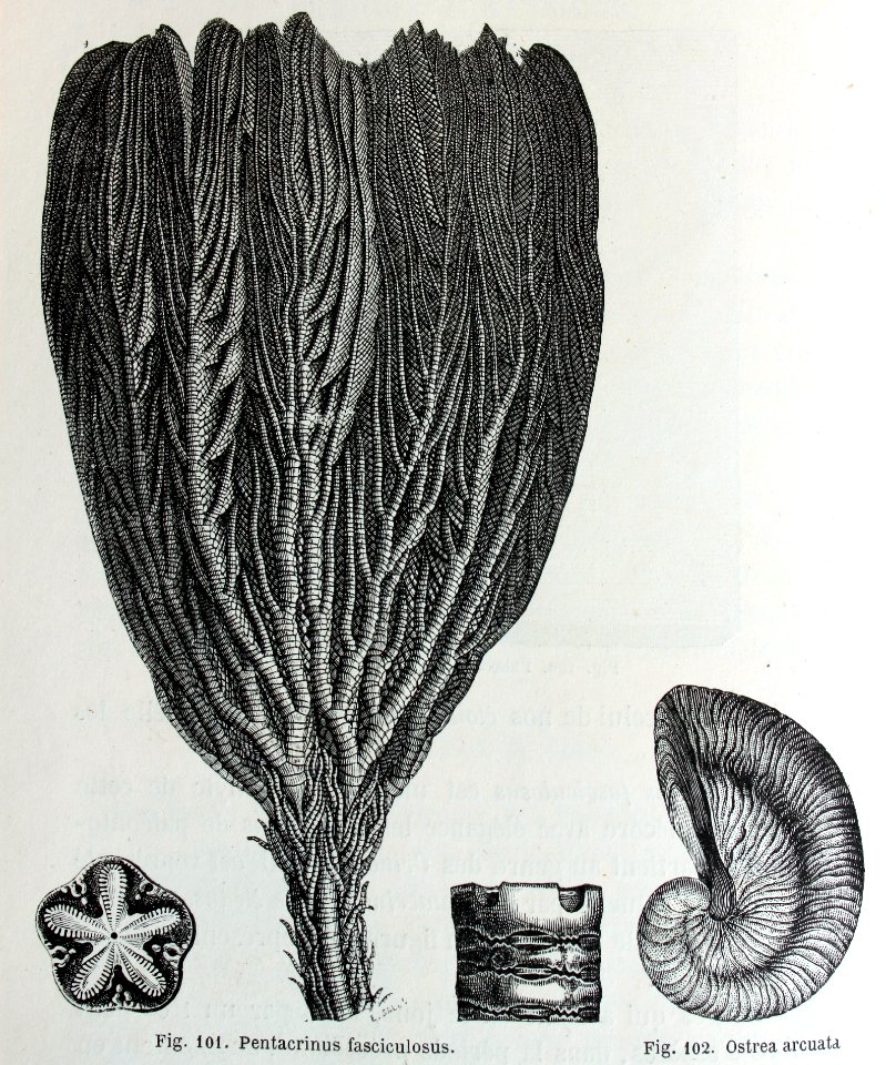 "Pentacrinus fasciculosus, ostrea arcuata".