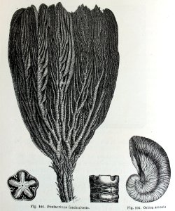 "Pentacrinus fasciculosus, ostrea arcuata".