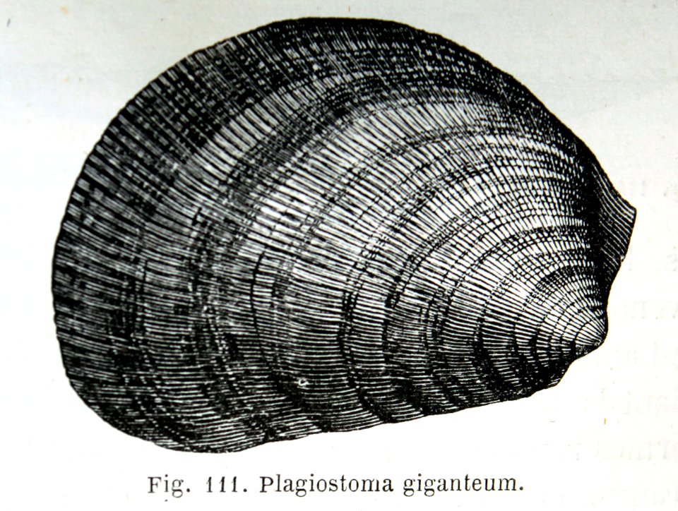 "Plagiostoma giganteum".