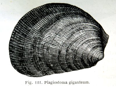 "Plagiostoma giganteum".