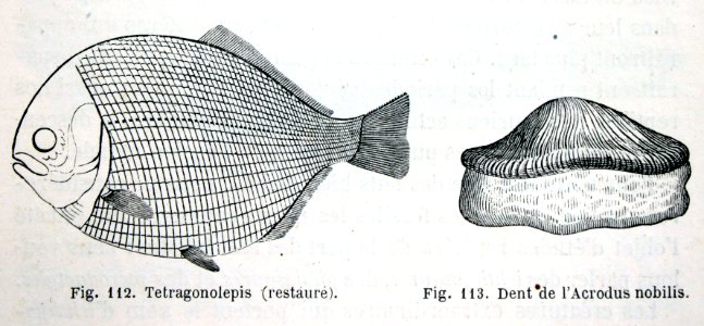 "Tetragonolepis, Dent de l'Acrodus nobilis".