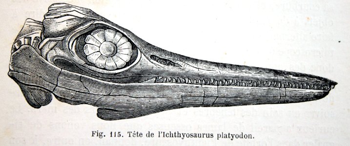 "Téte de l'Ichthyosaurus platyodon".. Free illustration for personal and commercial use.