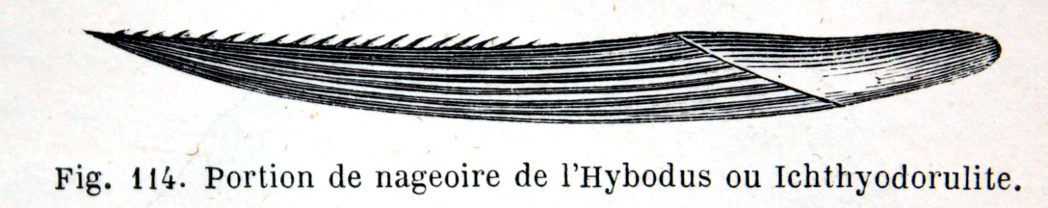 "Portion de nageoire de l'Hybodus ou Ichthyodorutile".