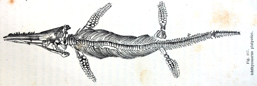"Ichthyosaurus platyodon".