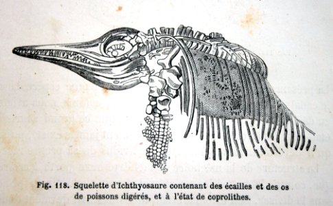 "Squelette d'Ichthyosaure contenant des écailles et des os…