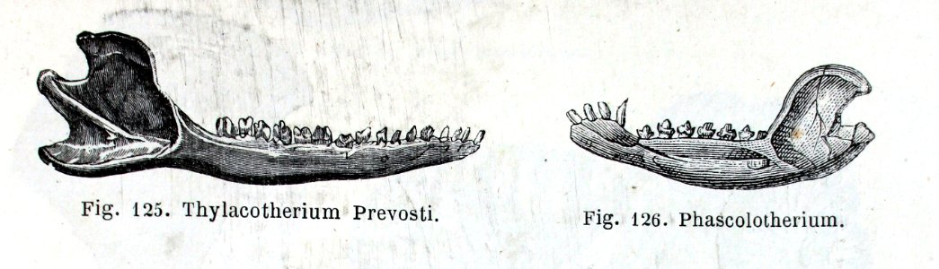 "Thylacotherium Prevosti, Phascolotherium".