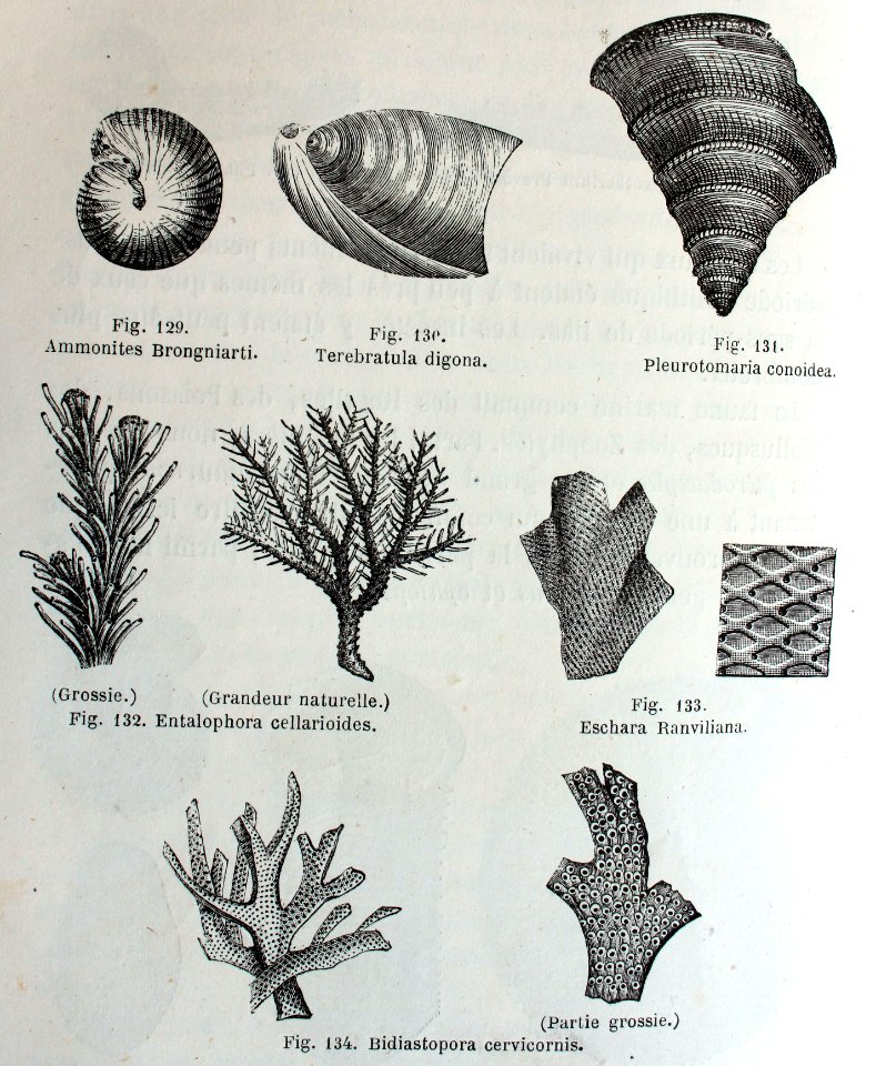"Ammonites..."