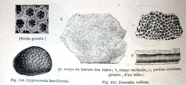 "Cryptocoemia bacciformis, Euonomia radiata".