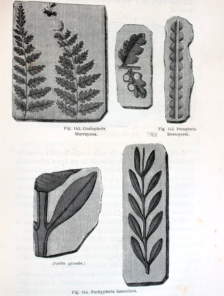 "Coniopteris Murrayana, Pecopteris Desnoyersi".