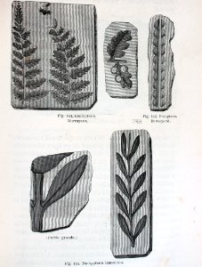 "Coniopteris Murrayana, Pecopteris Desnoyersi".