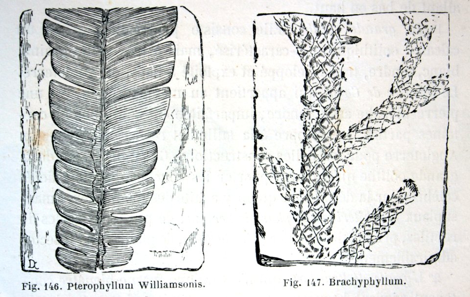 "Pterophyllum Williamsonis, Brachyphyllum".