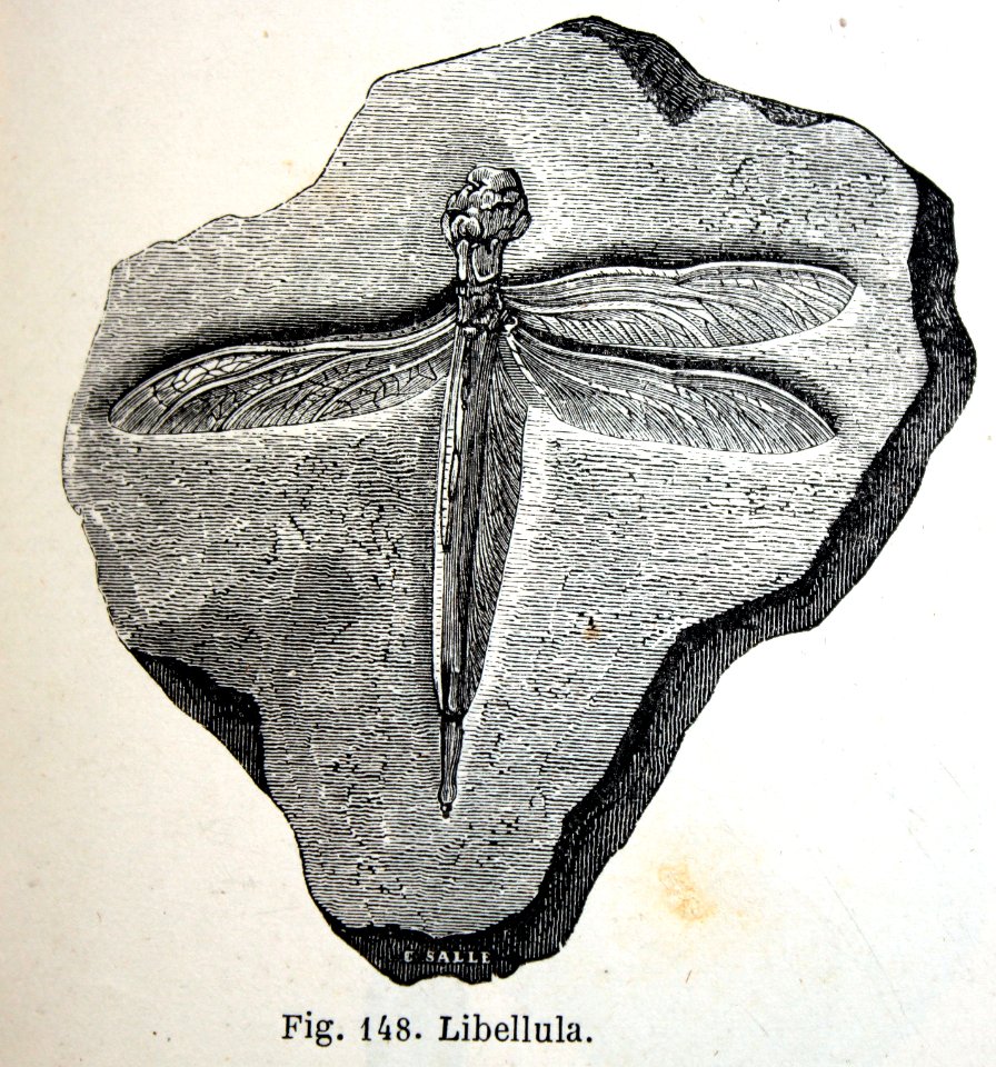 "Libellula".