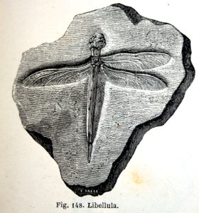 "Libellula".