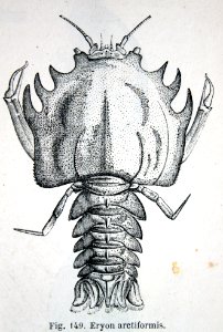 "Eryon arctiformis".