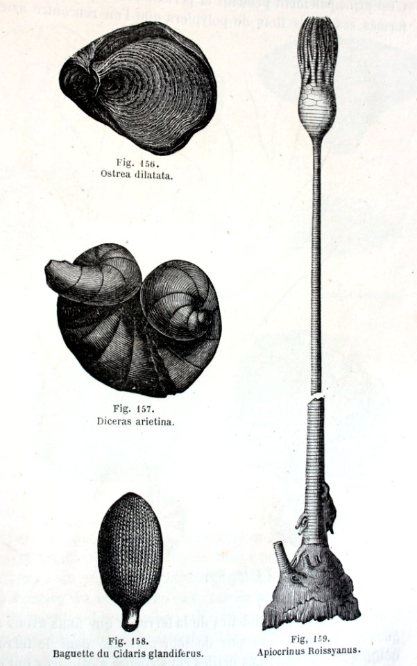 "Ostrea dilatata, Diceras arietina, Baguete du Cidaris gla…
