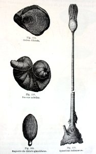 "Ostrea dilatata, Diceras arietina, Baguete du Cidaris gla…