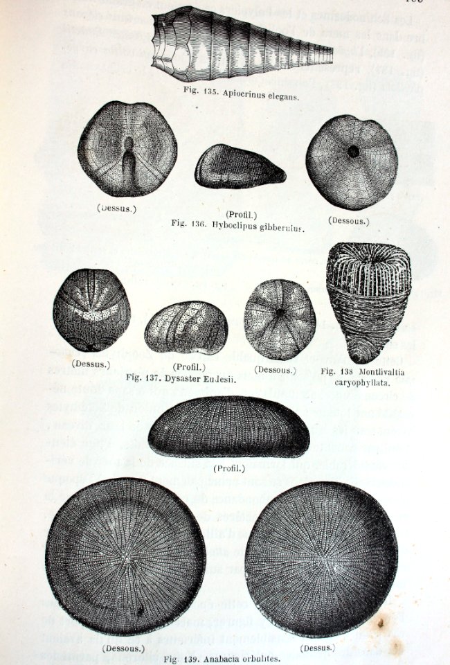 "Apiocrinus elegans,..."