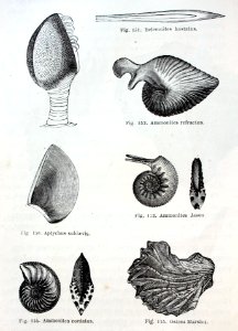 "Ammonites..."