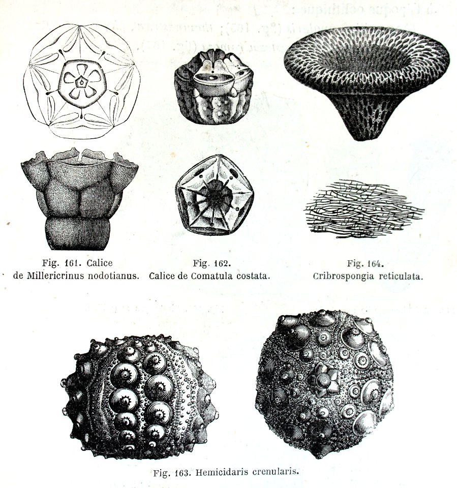 "Calice de Milelricrinus nodotianus, Calice de Comatula co…