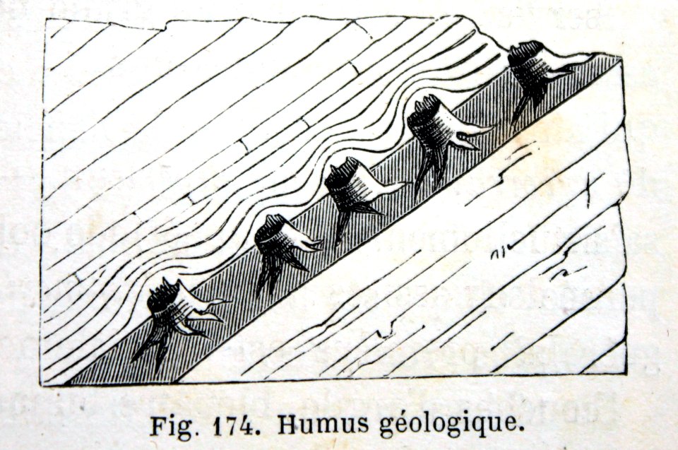 "Humus géologique".