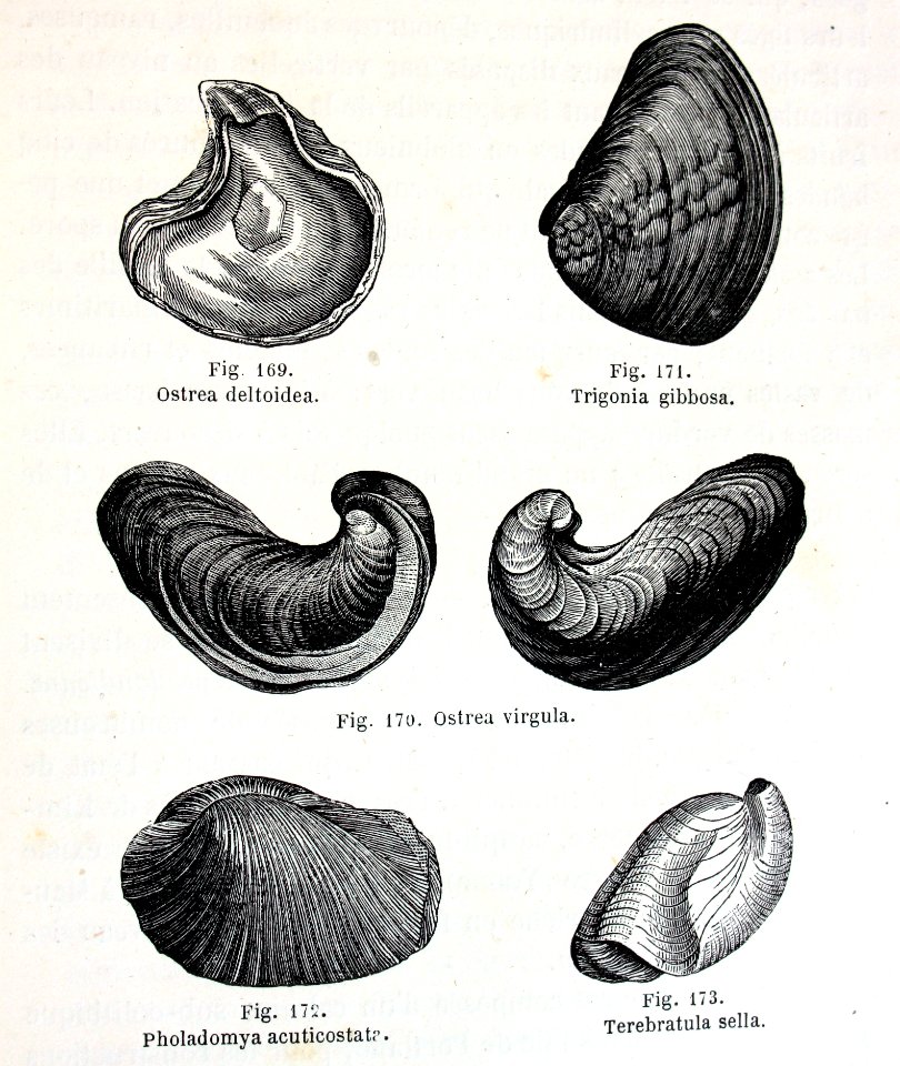 "Ostrea deltoidea, Trigonia gibbosa, Ostrea virgula, Phola…