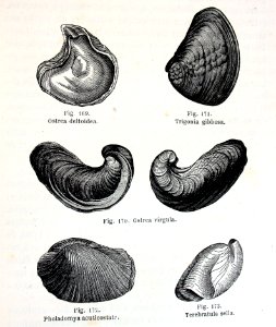 "Ostrea deltoidea, Trigonia gibbosa, Ostrea virgula, Phola…