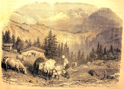 "La traite des vaches dans les Alpes".. Free illustration for personal and commercial use.