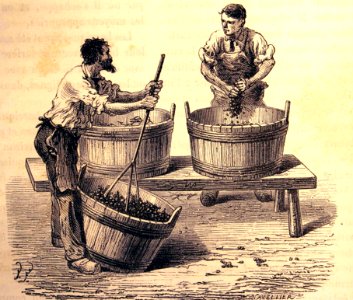 "L'egrappage du raisin au trident, dans le Bordelais".
