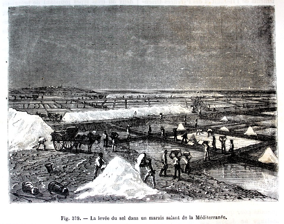"La levée du sel dans un marais salant de la Méditerranée"…