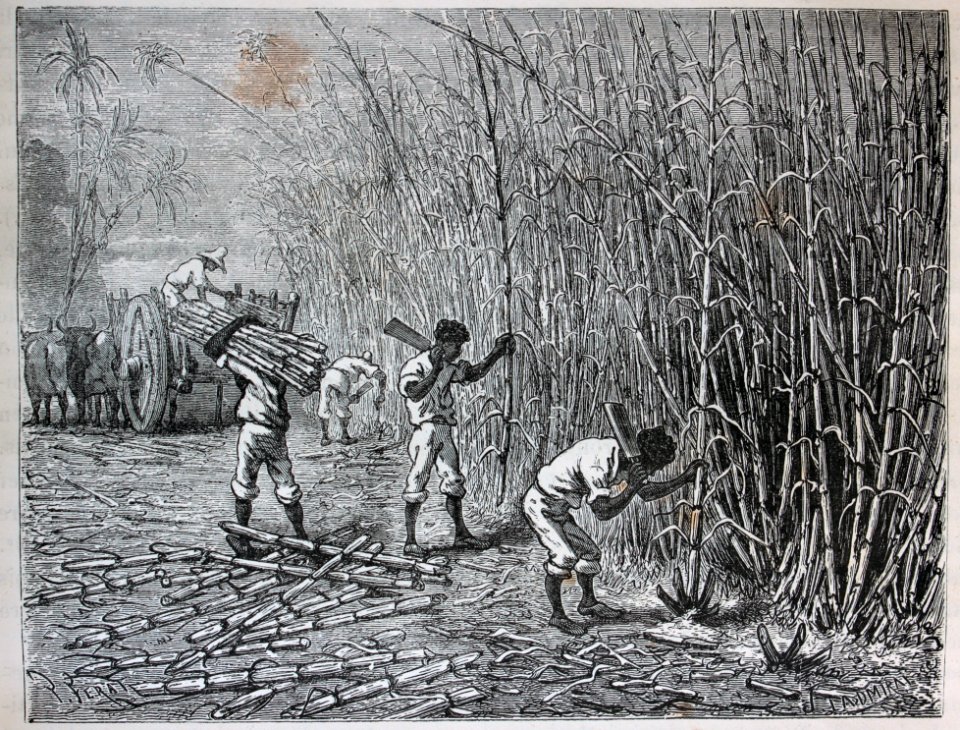 "Récolte de la canne à sucre dans l'ile de Cuba".