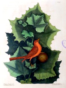 The Summer Redbird