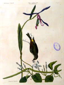 The yellow-rump