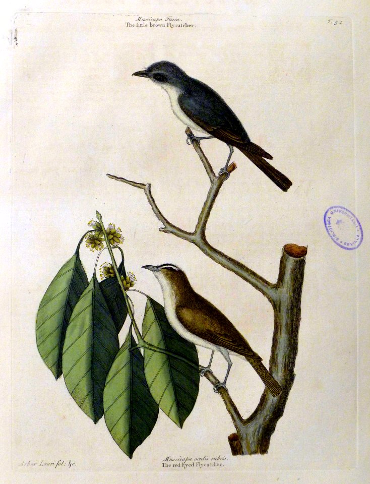The red Eyed Flycatcher